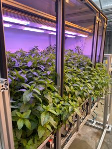 Vertical Framing Technologies Arzneipflanzen werden mit optimalen Bedingungen angebaut