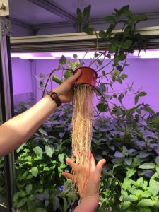Vertical Farming Technologies Pflanze